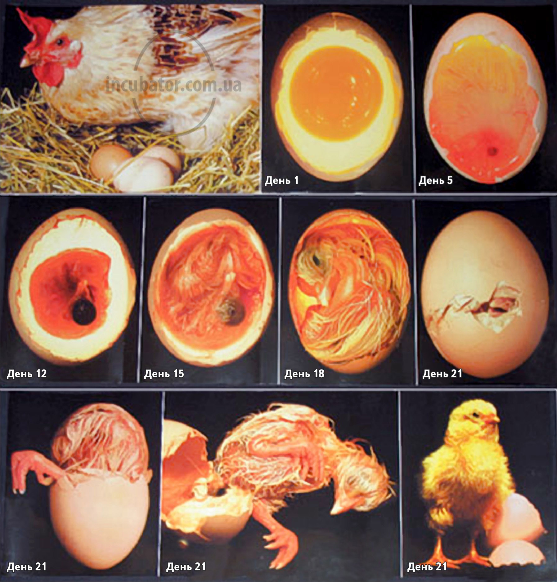 Сколько вынашивают яйца. Овоскопирование утиных яиц. Стадия развития куриного инкубационного яйца. Яйцо индейки инкубационное овоскопирование. Инкубация утиных яиц овоскопирование.